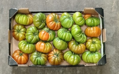 Foto Pomodoro Costoluto Calibro A Origine Italia Marchio Sempre Verde 3